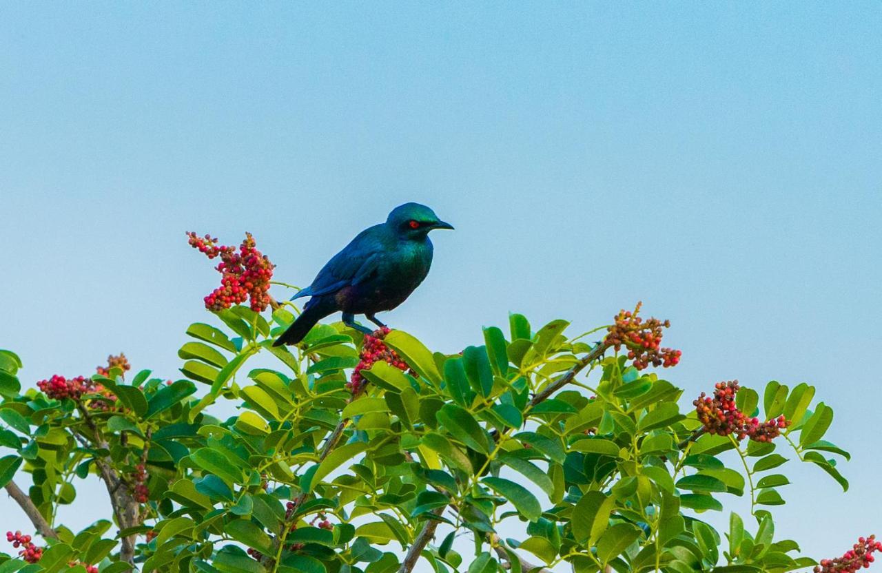 Tamba Kuruba Eco-Lodge Folonko ภายนอก รูปภาพ